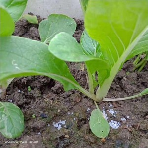 有机肥料可以直接种花吗 有机肥料可否直接施用于种植花卉？