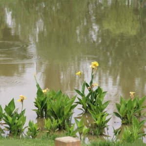 露天水池适合养什么花 露天水池适合栽种哪些花草？