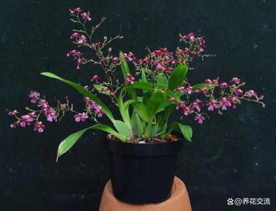 北京冬天适合养什么花卉植物 北京冬季适合种植哪些花卉？