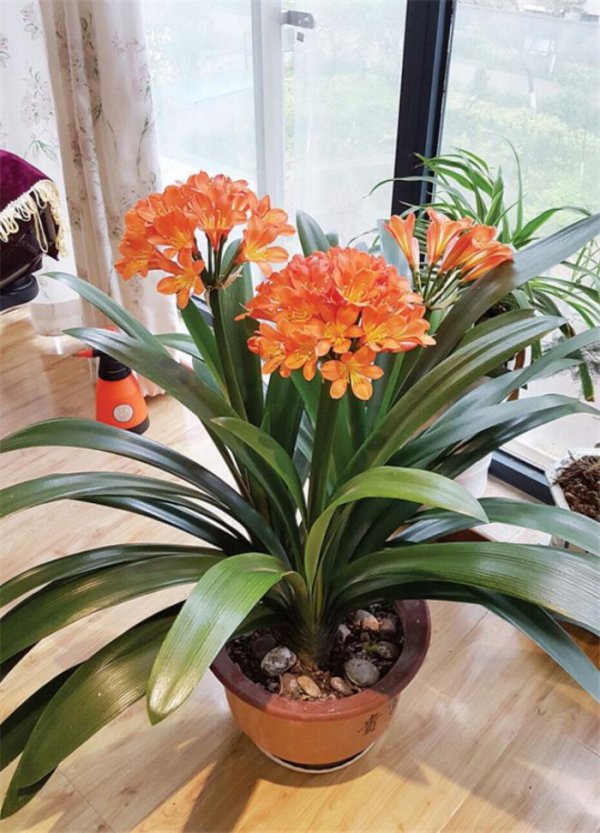 生肖牛适合养什么花