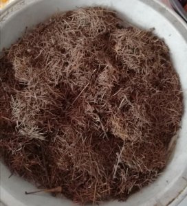 用米糠对土可以直接种花吗 米糠可否直接用于土壤种花？