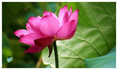 女人属狗适合养什么花 女性狗年适合栽种什么花？