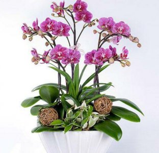 秋冬季节适合养什么花或植物 秋冬养花选择