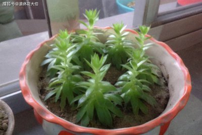 蚯蚓土适合养什么花卉植物 适合蚯蚓土栽种哪些花卉？