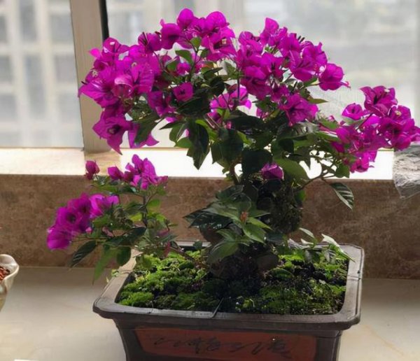 南方冬天适合养什么花卉植物