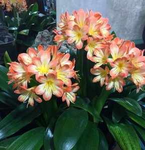 足疗店好适合养什么花 足疗店适合种植什么花？