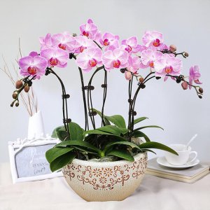 房间里适合养什么花 适合在房间里种什么花