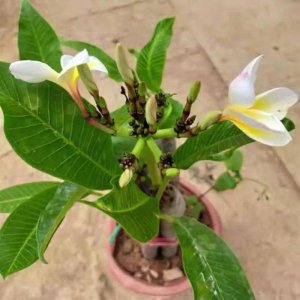 鸡蛋皮适合养什么花 鸡蛋壳适合种什么花？