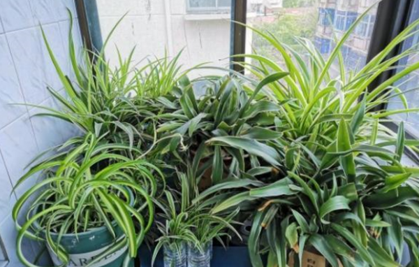 复合肥适合养什么花卉植物