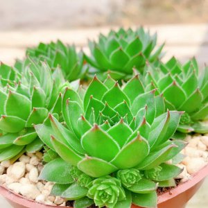 观音佛前适合养什么花 在观音佛前适合种植什么花
