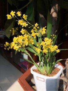 11月适合养什么花卉植物 11月适合种植哪些花卉？
