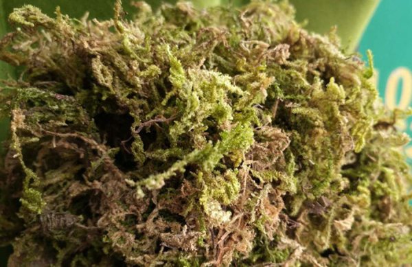 干苔藓适合养什么花