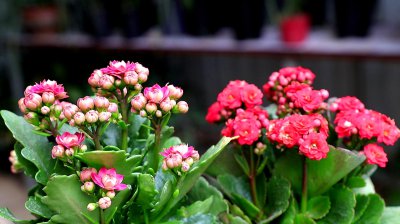东北冬天适合养什么花 东北冬季适合养哪些花？