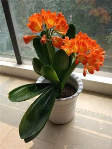 南方冬季适合养什么花 南方冬季适宜种植哪些花卉