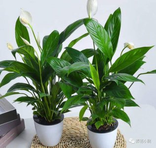 屋里太干燥适合养什么花 室内干燥环境适合种植哪些植物