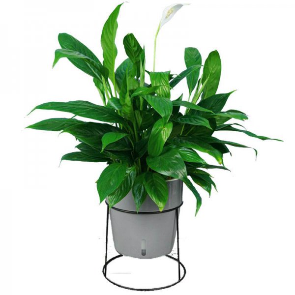 厕所适合养什么花或植物