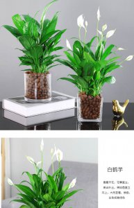 深圳适合养什么花卉植物 深圳适宜种植哪些花卉？