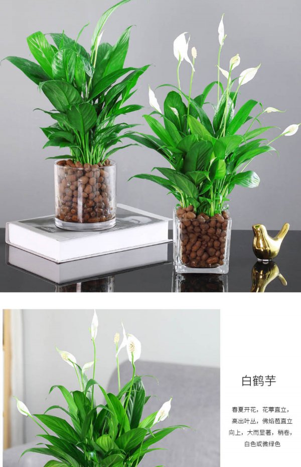 深圳适合养什么花卉植物
