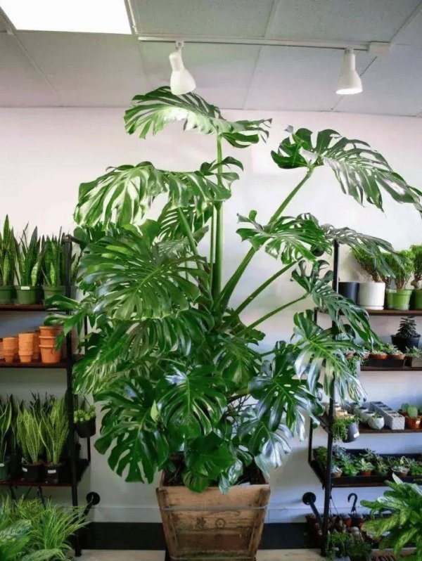 新手适合养什么花卉植物