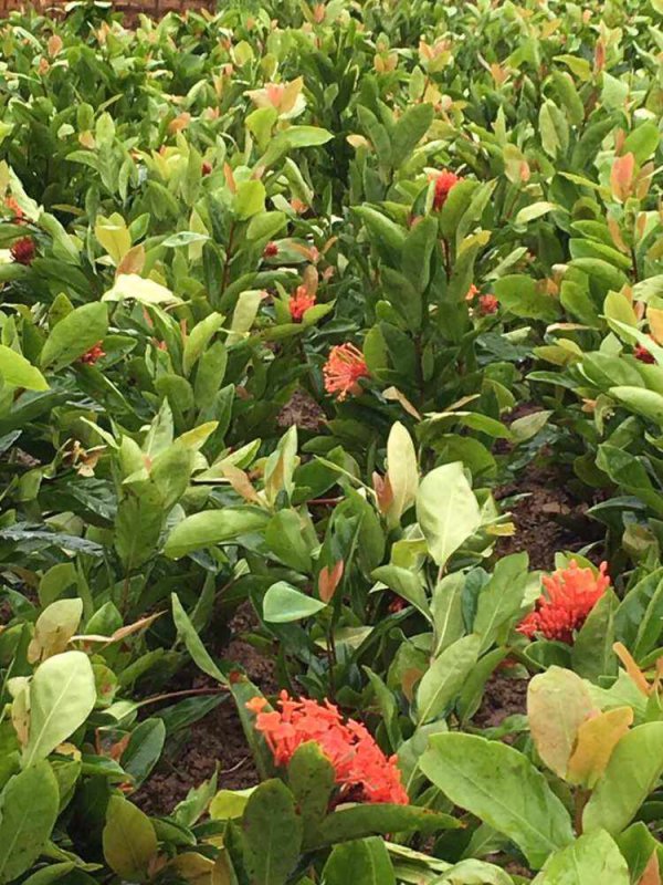 龙泉花怎么养殖