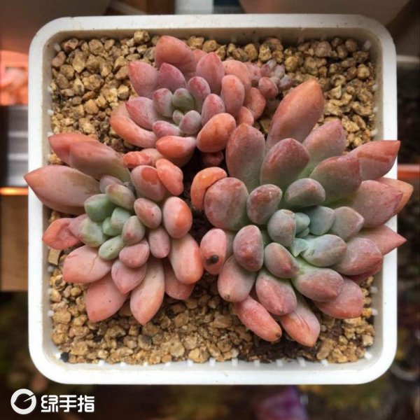 铁扇公主怎么养及养殖方法