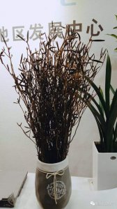 干枝花怎么养及养殖方法 干枝花的养护技巧及种植方法
