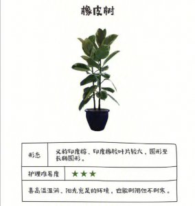 大白掌怎么养及养殖方法 大白掌的种植与养护技巧