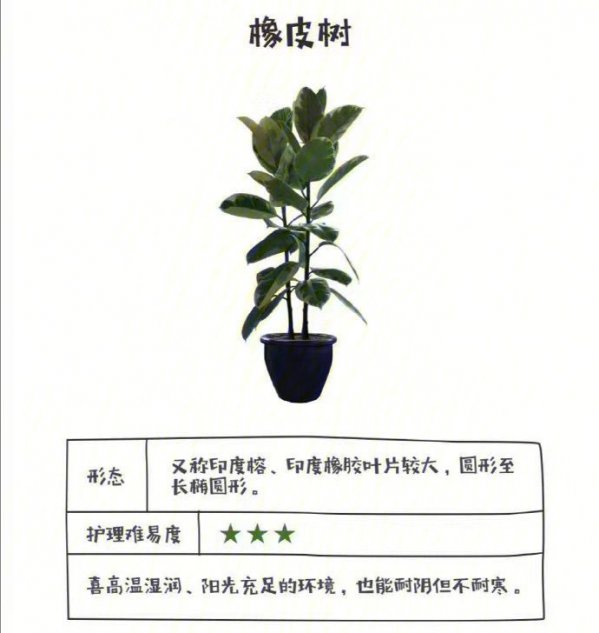 大白掌怎么养及养殖方法