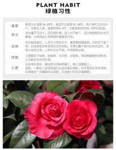 红山茶怎么养及养殖方法 红山茶栽培技巧及种植方法