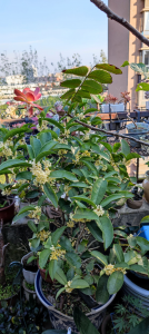 刚买的桂花树怎么养护 新买的桂花树如何养护
桂花树的护理技巧