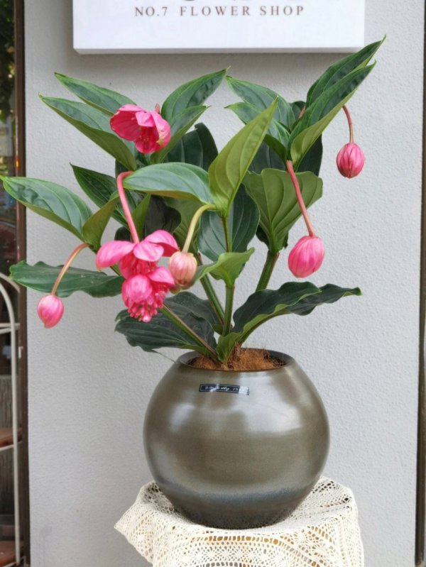 宝莲灯植物怎么养殖方法