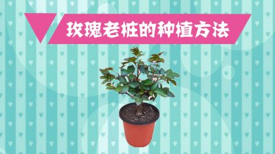 玫瑰怎么养才长得好 如何培养玫瑰才能让它茁壮生长