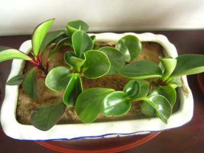 豆瓣怎么养殖方法 如何种植豆瓣？
豆瓣的养殖技巧