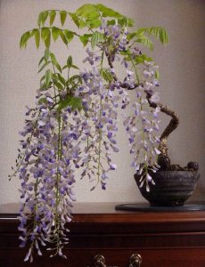 紫藤怎么养才长得好 养好紫藤的方法
紫藤种植技巧