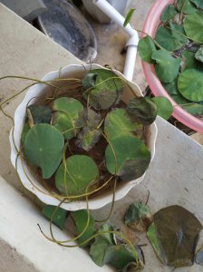 菜莲怎么养才能开花 菜莲如何养护才能开出花来