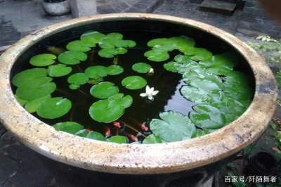 睡莲用多大的盆合适 选择合适尺寸的盆种植睡莲