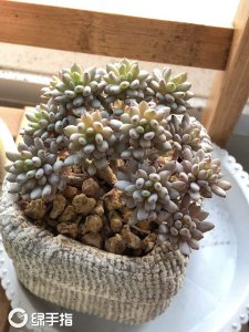 蓝豆怎么养出状态 如何培养蓝豆的姿态