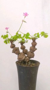 红花酢浆草怎么养及养殖方法 红花酢浆草的种植与培育技巧