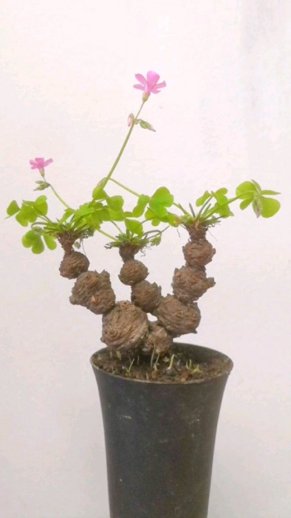 红花酢浆草怎么养及养殖方法