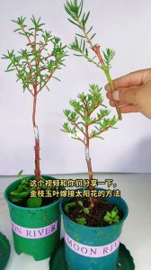 花金枝玉叶怎么养及养殖方法 花卉金枝玉叶的养护与繁殖技巧