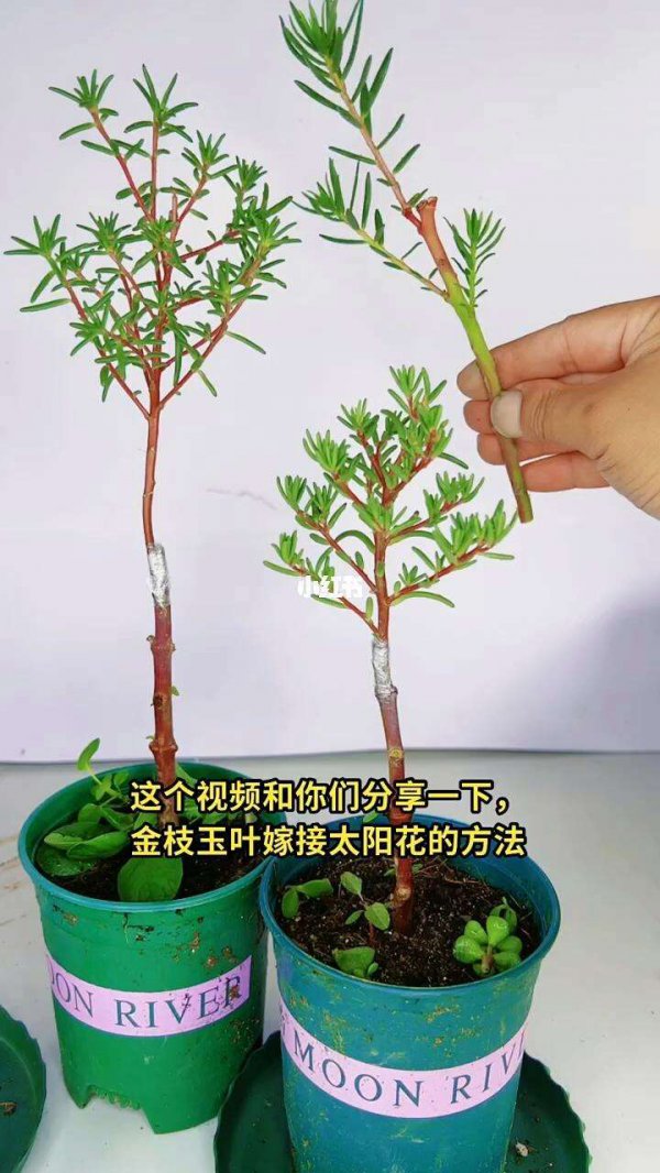 花金枝玉叶怎么养及养殖方法
