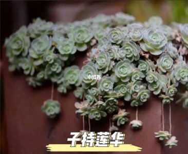 子持莲华多肉怎么养殖 多肉植物子持莲华的养殖技巧