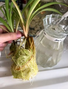 水吊兰怎么养才能更旺盛 如何使水兰茁壮生长？