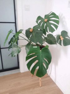 七彩竹芋怎么养殖方法 七彩竹芋种植技巧