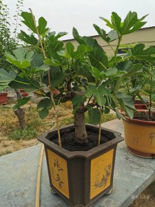 无花果怎么养才长得好 无花果的养护技巧助您打造茁壮生长