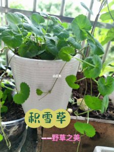 积雪草怎么养殖方法 如何种植积雪草？
种植积雪草的技巧