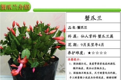 蟹掌莲怎么养殖方法 蟹爪莲的种植技巧