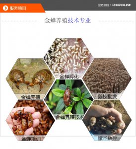 黄婵怎么养殖 黄婵的养殖方法
黄婵的饲养技巧