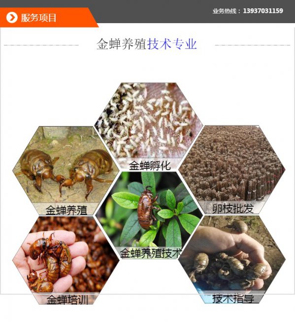 黄婵怎么养殖