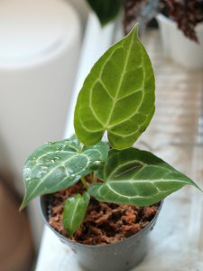 水晶花烛怎么养殖方法 水晶花烛栽培技巧